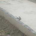 DSCF0220 (2)